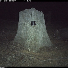 Vombatus ursinus (Bare-nosed Wombat) at Crowther, NSW - 24 Mar 2025 by Frecko