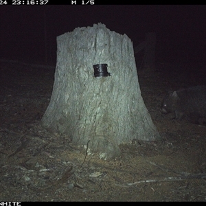 Vombatus ursinus (Bare-nosed Wombat) at Crowther, NSW - 24 Mar 2025 by Frecko