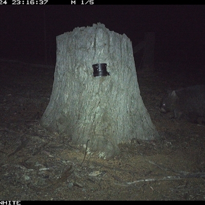Vombatus ursinus (Bare-nosed Wombat) at Crowther, NSW - 24 Mar 2025 by Frecko