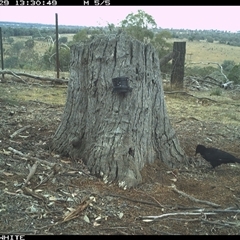 Corcorax melanorhamphos (White-winged Chough) at Crowther, NSW - 29 Mar 2025 by Frecko