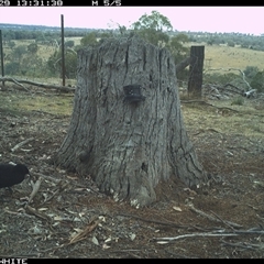 Corcorax melanorhamphos at Crowther, NSW - 29 Mar 2025 01:31 PM