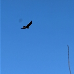Aquila audax at Orangeville, NSW - 25 Jun 2025 08:36 AM