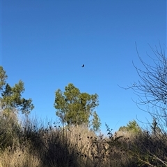 Aquila audax at Orangeville, NSW - 25 Jun 2025 08:36 AM