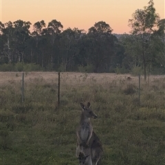 Macropus giganteus (Eastern Grey Kangaroo) at Orangeville, NSW - 24 Jun 2025 by belleandjason