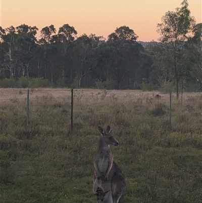 Macropus giganteus (Eastern Grey Kangaroo) at Orangeville, NSW - 24 Jun 2025 by belleandjason