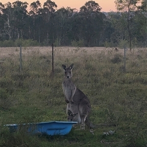 Macropus giganteus at Orangeville, NSW - 24 Jun 2025 04:46 PM