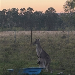 Macropus giganteus at Orangeville, NSW - 24 Jun 2025 04:46 PM