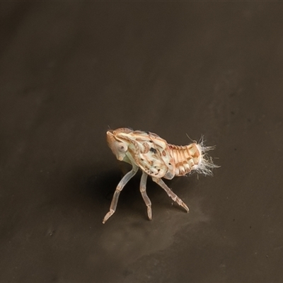Siphanta acuta (Green planthopper, Torpedo bug) at Acton, ACT - 23 Jun 2025 by Roger