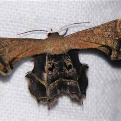 Unverified Other moth at Wooroonooran, QLD - 22 Oct 2008 by PJH123