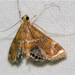Unverified Pyralid or Snout Moth (Pyralidae & Crambidae) at Bloomsbury, QLD - 19 Oct 2008 by PJH123