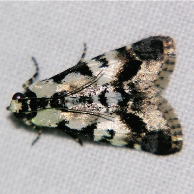 Orthaga seminivea at Bloomsbury, QLD - 19 Oct 2008 by PJH123