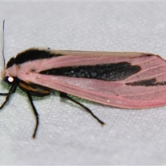 Creatonotos gangis at Bloomsbury, QLD - 19 Oct 2008 by PJH123