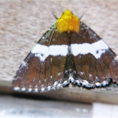 Unverified Noctuoid moth (except Arctiinae) at Bloomsbury, QLD - 19 Oct 2008 by PJH123