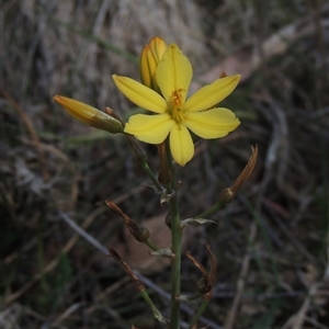 Bulbine bulbosa (Golden Lily, Bulbine Lily) at Kowen, ACT - 26 Oct 2024 by MichaelBedingfield