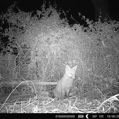 Vulpes vulpes (Red Fox) at Capel Sound, VIC - 19 Jun 2025 by GlossyGal