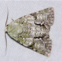 Unverified Noctuoid moth (except Arctiinae) at Bloomsbury, QLD - 19 Oct 2008 by PJH123