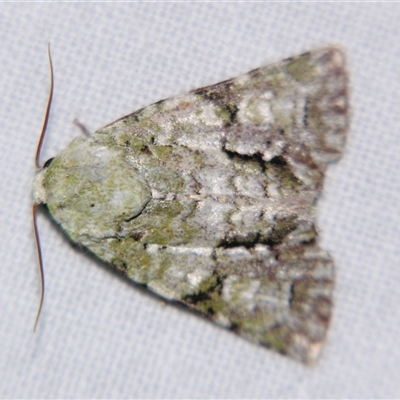 Unverified Noctuoid moth (except Arctiinae) at Bloomsbury, QLD - 19 Oct 2008 by PJH123