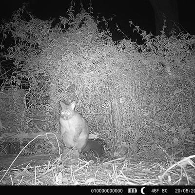 Trichosurus vulpecula (Common Brushtail Possum) at Capel Sound, VIC - 20 Jun 2025 by GlossyGal