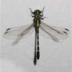 Unverified Dragonfly (Anisoptera) at Bloomsbury, QLD - 19 Oct 2008 by PJH123