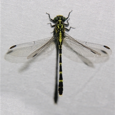 Unverified Dragonfly (Anisoptera) at Bloomsbury, QLD - 19 Oct 2008 by PJH123