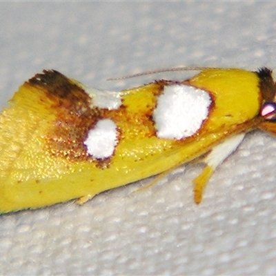Unverified Concealer moth (Oecophoridae) at Bloomsbury, QLD - 19 Oct 2008 by PJH123