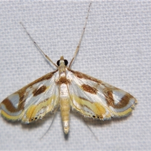 Theila siennata (A Crambid moth (Acentropinae) at Bloomsbury, QLD - 19 Oct 2008 by PJH123