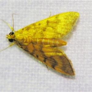Omiodes diemenalis (Bean Leafroller) at Bloomsbury, QLD - 19 Oct 2008 by PJH123