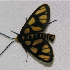 Amata (genus) at Bloomsbury, QLD - 19 Oct 2008 by PJH123