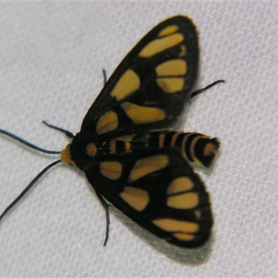 Amata (genus) at Bloomsbury, QLD - 19 Oct 2008 by PJH123