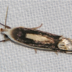 Unverified Curved-horn moth (all Gelechioidea except Oecophoridae) at Bloomsbury, QLD - 19 Oct 2008 by PJH123