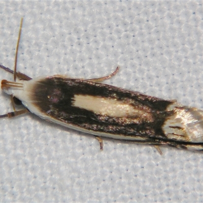 Unverified Curved-horn moth (all Gelechioidea except Oecophoridae) at Bloomsbury, QLD - 19 Oct 2008 by PJH123