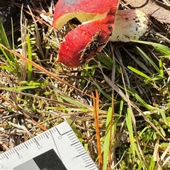 Russula sp. (genus) (Russula) at Emerald, VIC - 22 Jun 2025 by GlossyGal