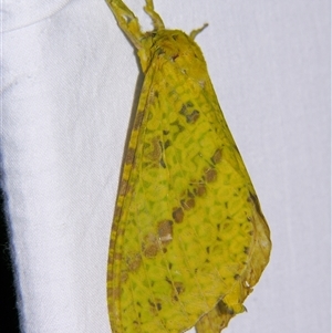 Aenetus mirabilis (A Ghost moth (Hepialidae) at Abergowrie, QLD - 20 Oct 2008 by PJH123
