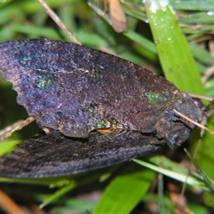 Eudocima jordani (Jordan's Fruit Piercing Moth) at Abergowrie, QLD - 20 Oct 2008 by PJH123