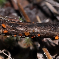 Heterotextus sp. (A yellow saprophytic jelly fungi) at Acton, ACT - 22 Jun 2025 by TimL