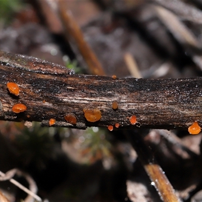 Heterotextus sp. (A yellow saprophytic jelly fungi) at Acton, ACT - 22 Jun 2025 by TimL