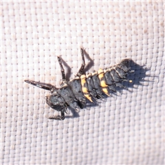 Harmonia conformis (Common Spotted Ladybird) at Murrumbateman, NSW - 17 Mar 2025 by ConBoekel