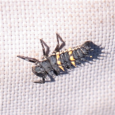 Harmonia conformis (Common Spotted Ladybird) at Murrumbateman, NSW - 17 Mar 2025 by ConBoekel