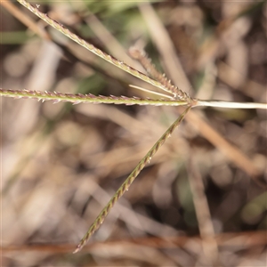 Chloris truncata (Windmill Grass) at Murrumbateman, NSW - 17 Mar 2025 by ConBoekel