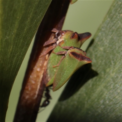 Sextius virescens (Acacia horned treehopper) at Murrumbateman, NSW - 17 Mar 2025 by ConBoekel