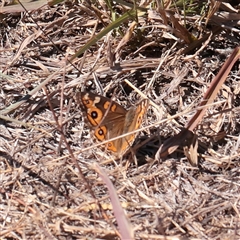 Junonia villida (Meadow Argus) at Murrumbateman, NSW - 17 Mar 2025 by ConBoekel