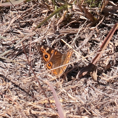 Junonia villida (Meadow Argus) at Murrumbateman, NSW - 17 Mar 2025 by ConBoekel