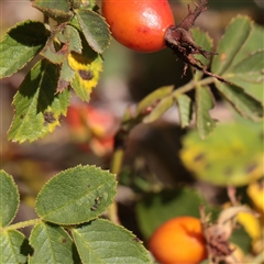 Rosa rubiginosa (Sweet Briar, Eglantine) at Murrumbateman, NSW - 17 Mar 2025 by ConBoekel