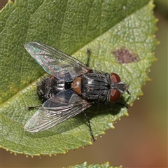 Unverified True fly (Diptera) at Murrumbateman, NSW - 17 Mar 2025 by ConBoekel
