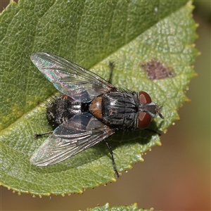 Unverified True fly (Diptera) at Murrumbateman, NSW - 17 Mar 2025 by ConBoekel
