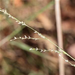 Unverified Grass at Murrumbateman, NSW - 17 Mar 2025 by ConBoekel