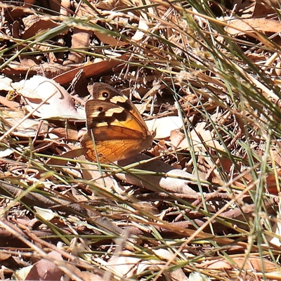 Heteronympha merope (Common Brown Butterfly) at Murrumbateman, NSW - 17 Mar 2025 by ConBoekel