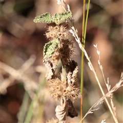 Marrubium vulgare (Horehound) at Murrumbateman, NSW - 17 Mar 2025 by ConBoekel