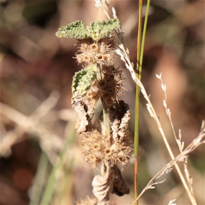 Marrubium vulgare (Horehound) at Murrumbateman, NSW - 17 Mar 2025 by ConBoekel