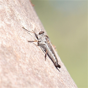 Cerdistus sp. (genus) (Slender Robber Fly) at Murrumbateman, NSW - 17 Mar 2025 by ConBoekel